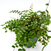 Button Fern (Pellaea rotundifolia)