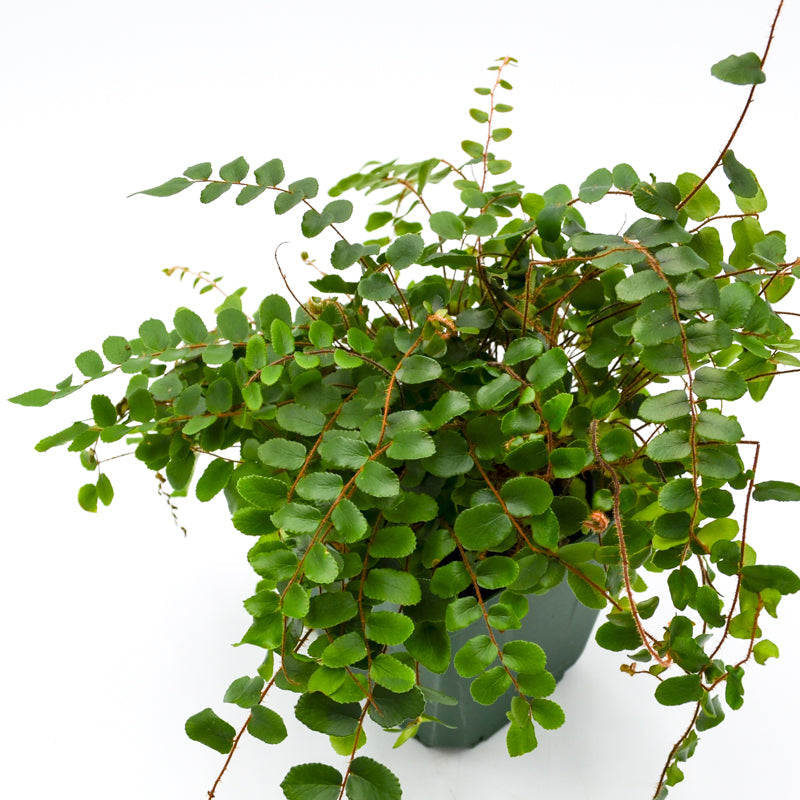 Button Fern (Pellaea rotundifolia)