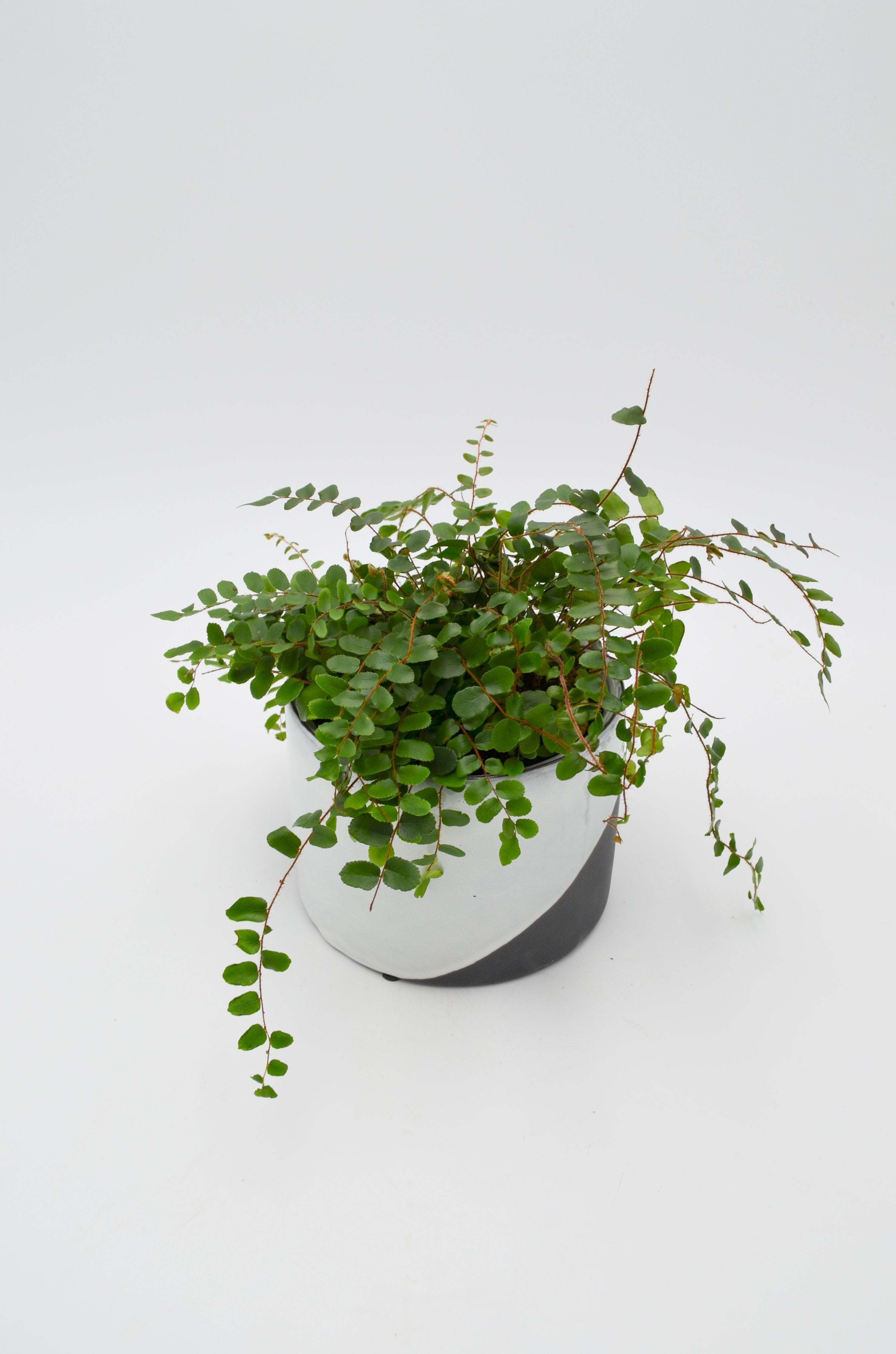 Button Fern (Pellaea rotundifolia)