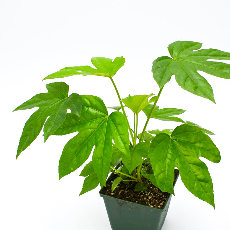 Paper plant (Fatsia japonica)