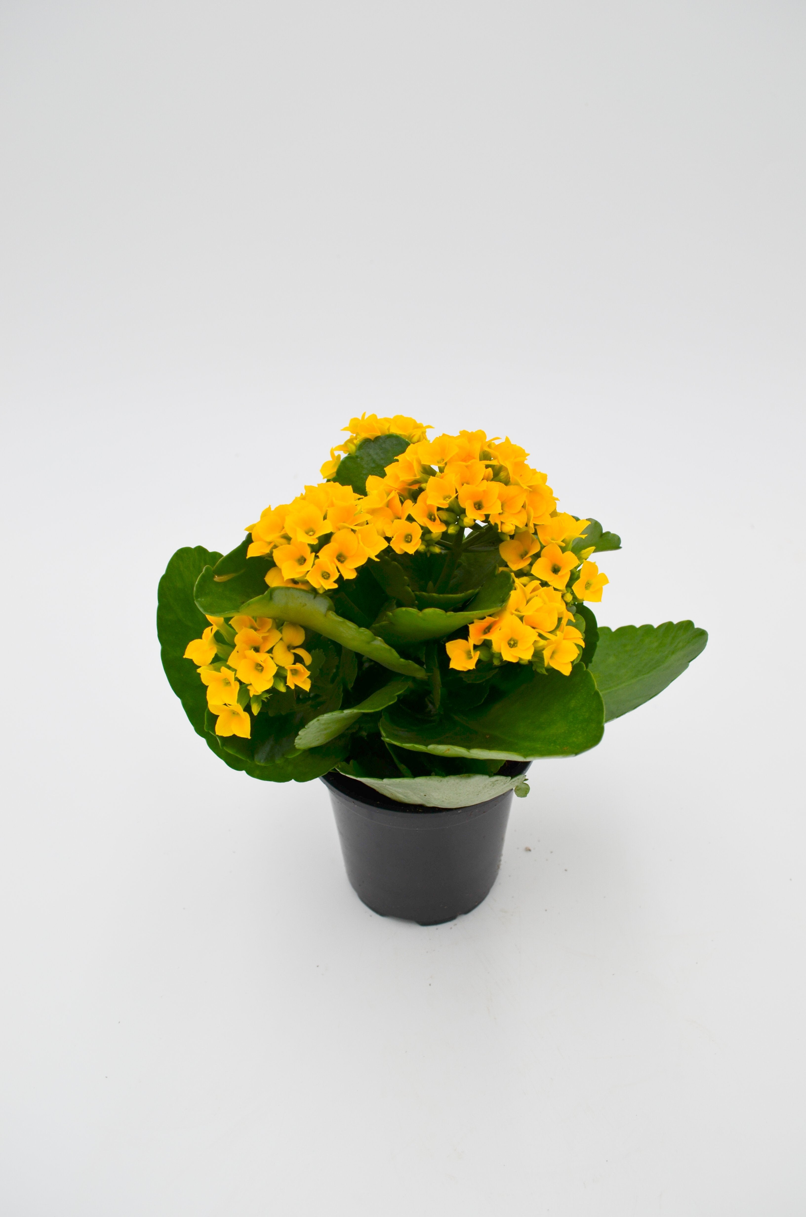 Kalanchoe (various colors)