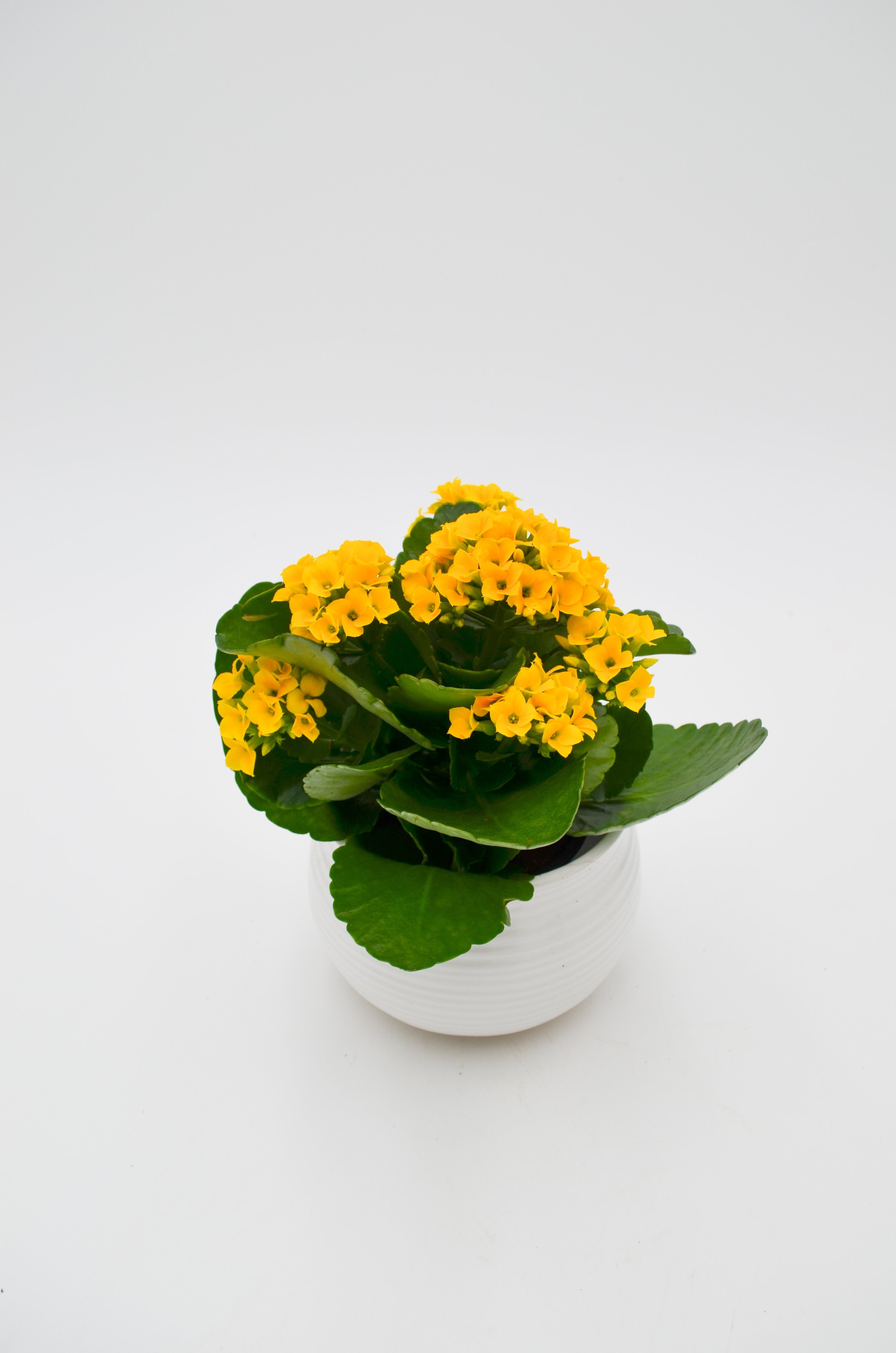 Kalanchoe (various colors)