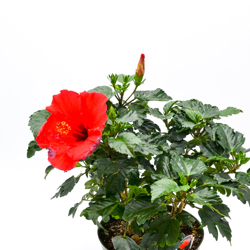 Hibiscus