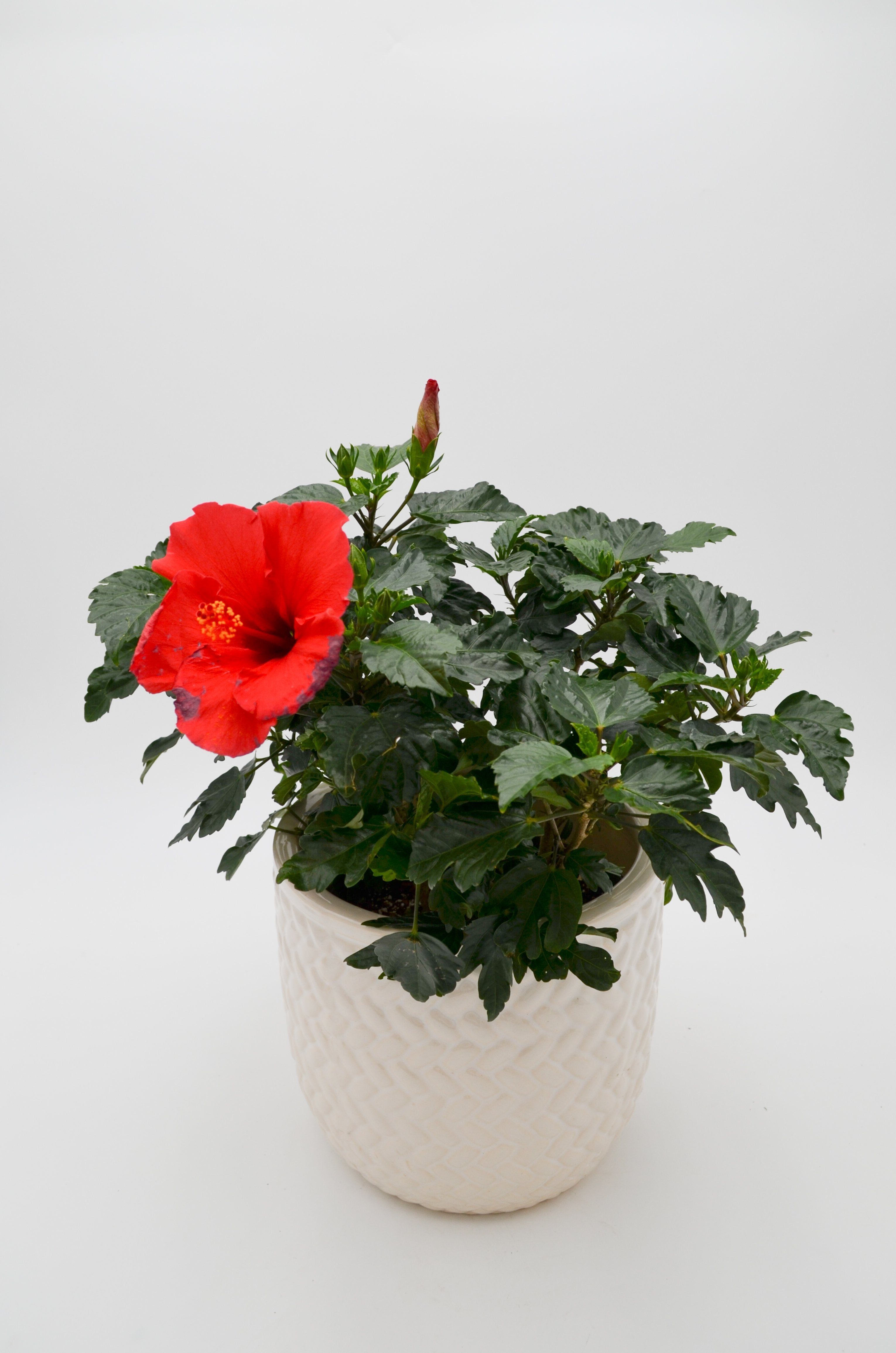 Hibiscus