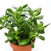 Jade Plant (Crassula ovata) in Terracotta Pot