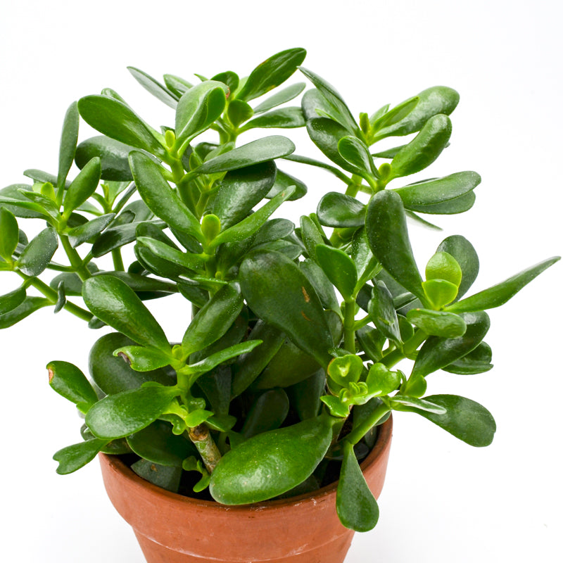 Jade Plant (Crassula ovata) in Terracotta Pot