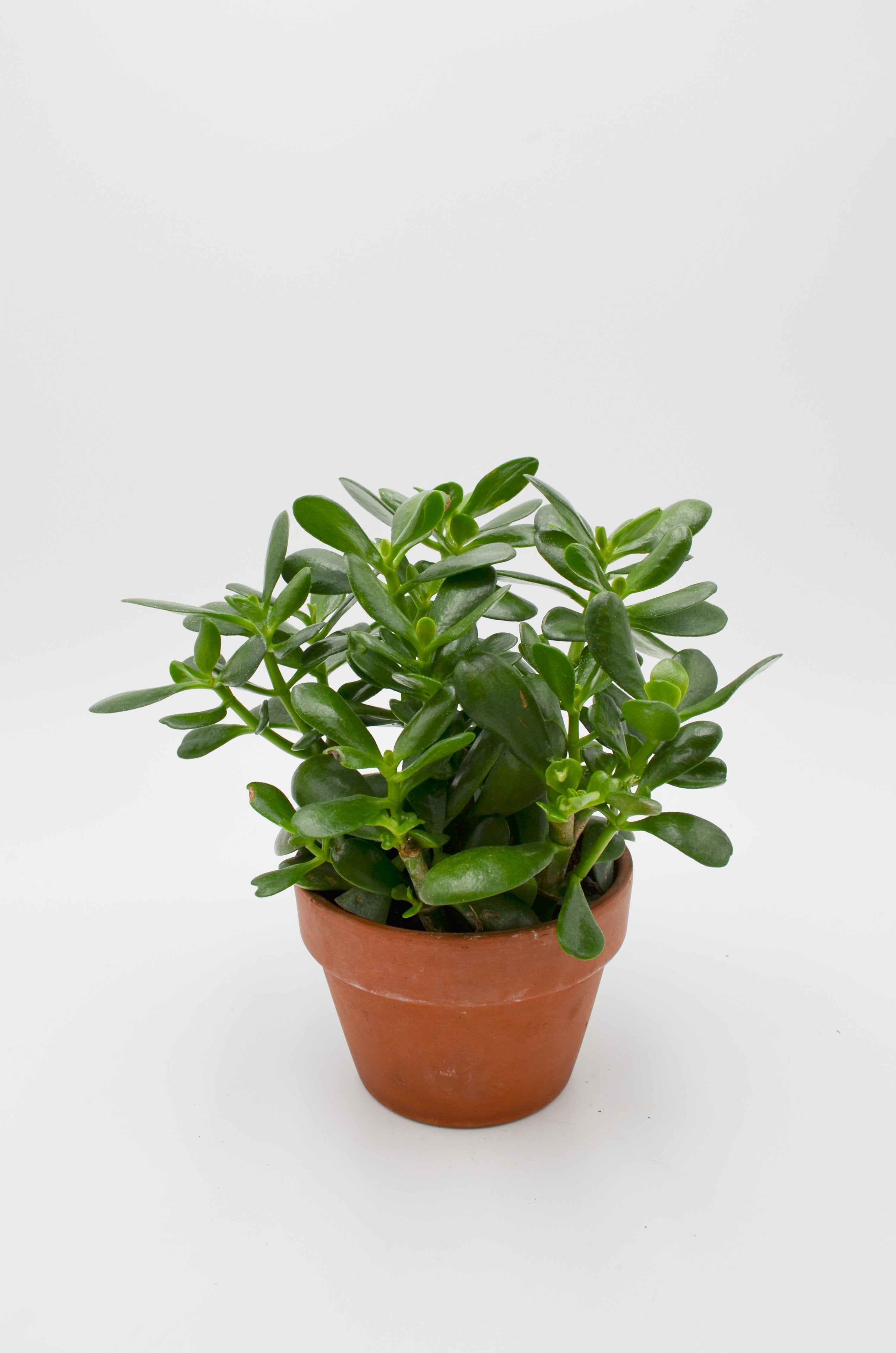 Jade Plant (Crassula ovata) in Terracotta Pot