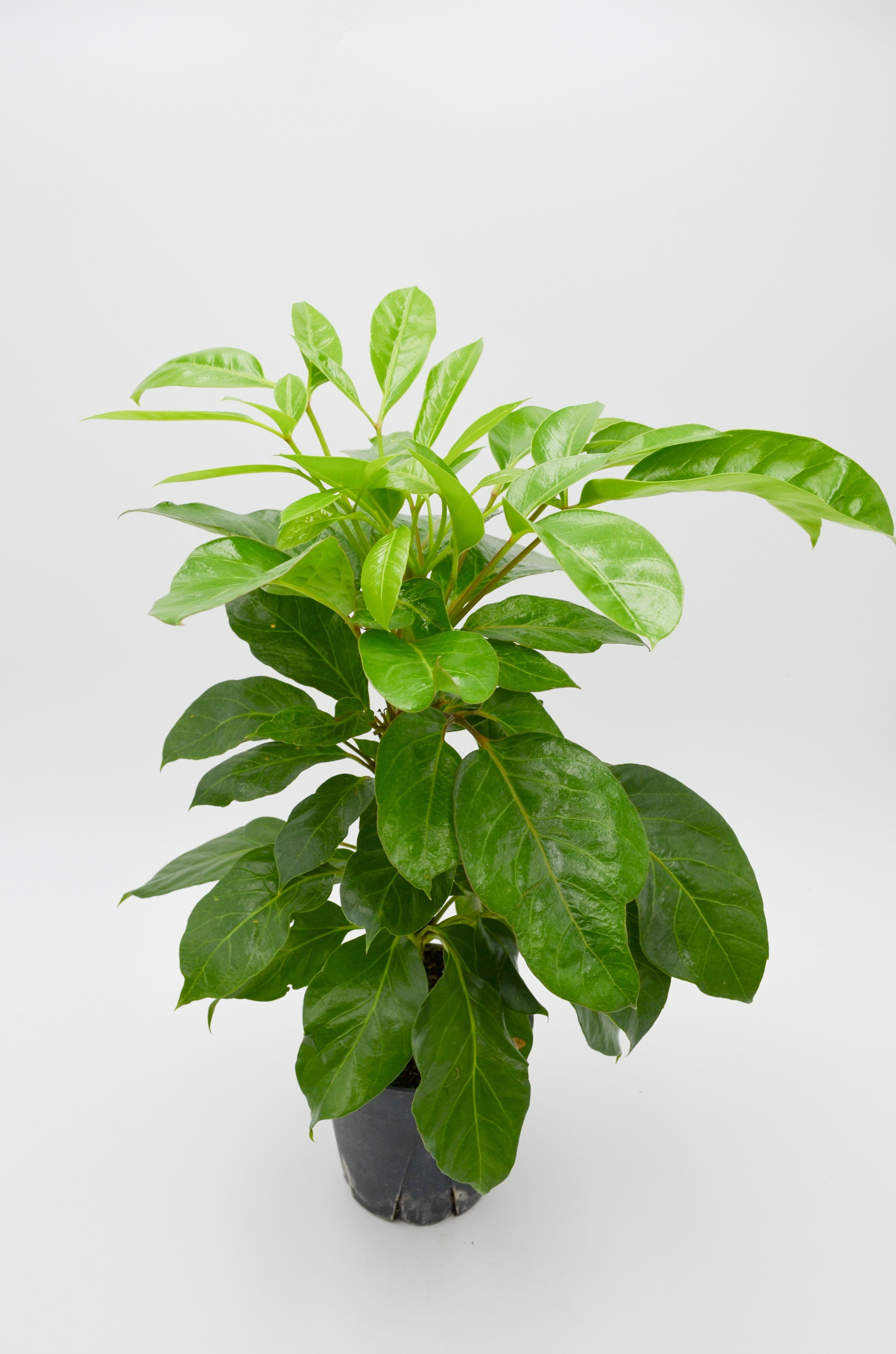 Coffee Plant (Coffea arabica)