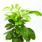 Coffee Plant (Coffea arabica)