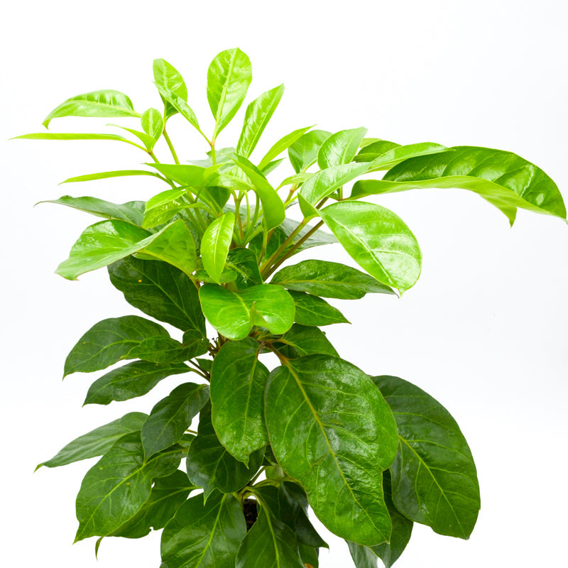Coffee Plant (Coffea arabica)