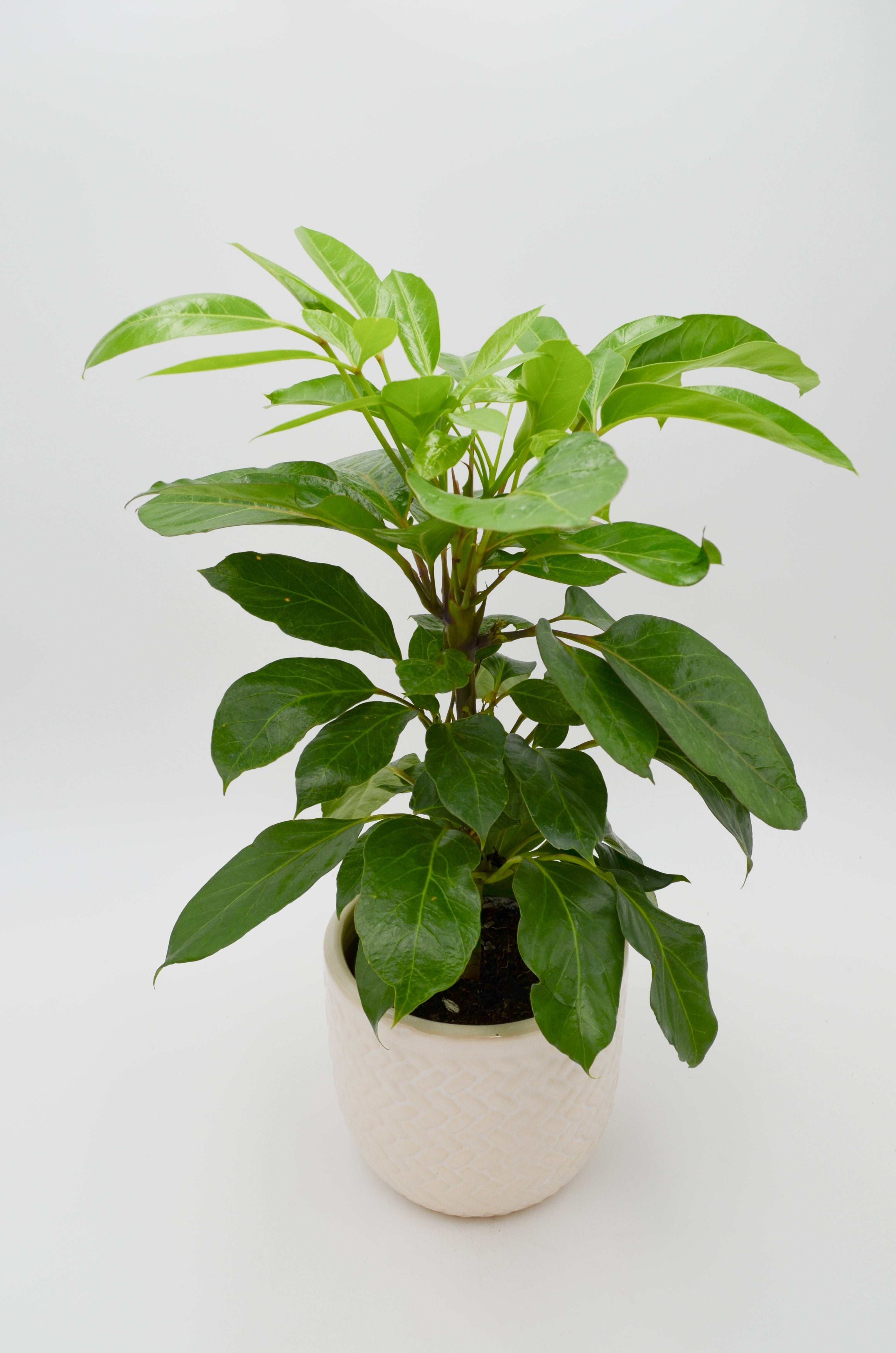 Coffee Plant (Coffea arabica)