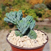 Dinosaur Back Cactus (Myrtillocactus geometrizans)