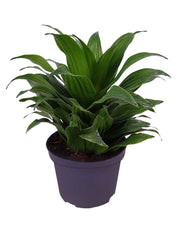 Dracaena 'Janet Craig'