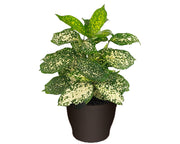 Dracaena 'Florida Beauty'