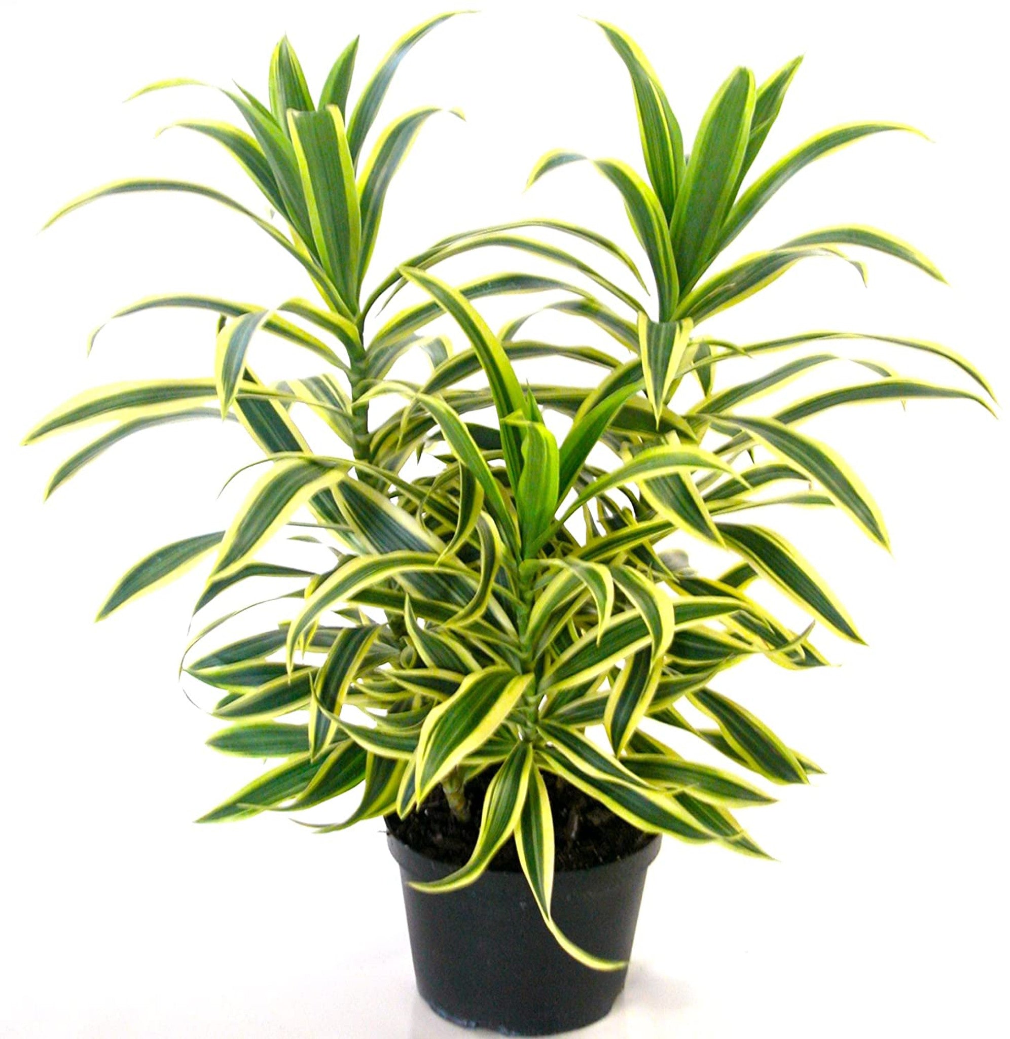 Dracaena 'Song of India'