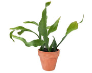 Epiphyllum