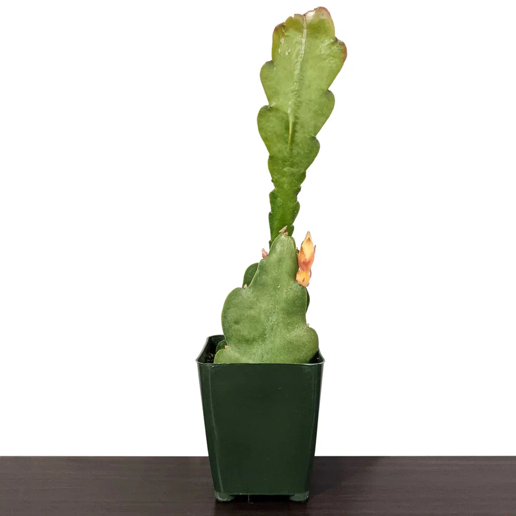 Cactus Orchid (Disocactus ackermannii)