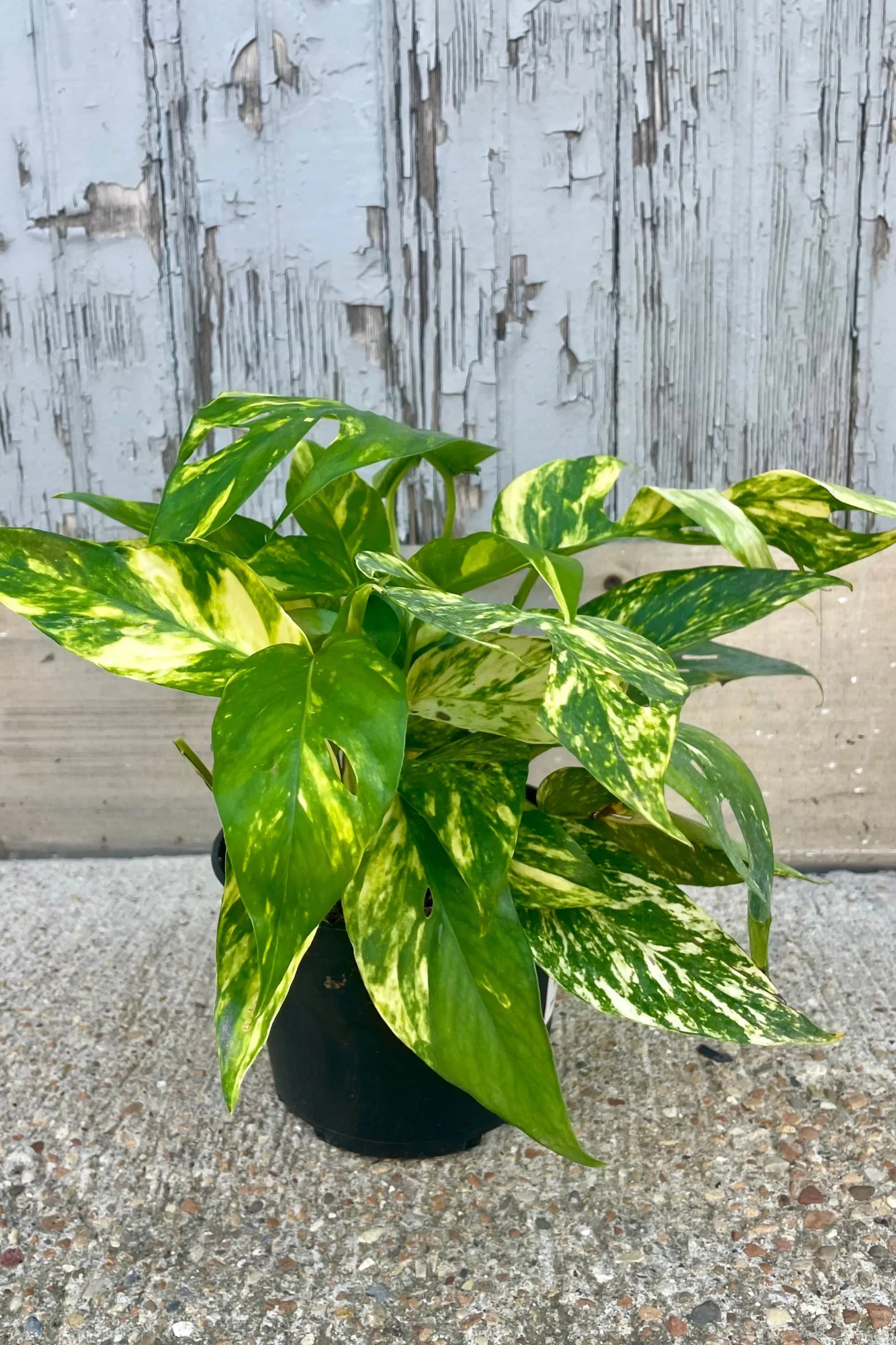 Pothos 'Yellow Sunrise'