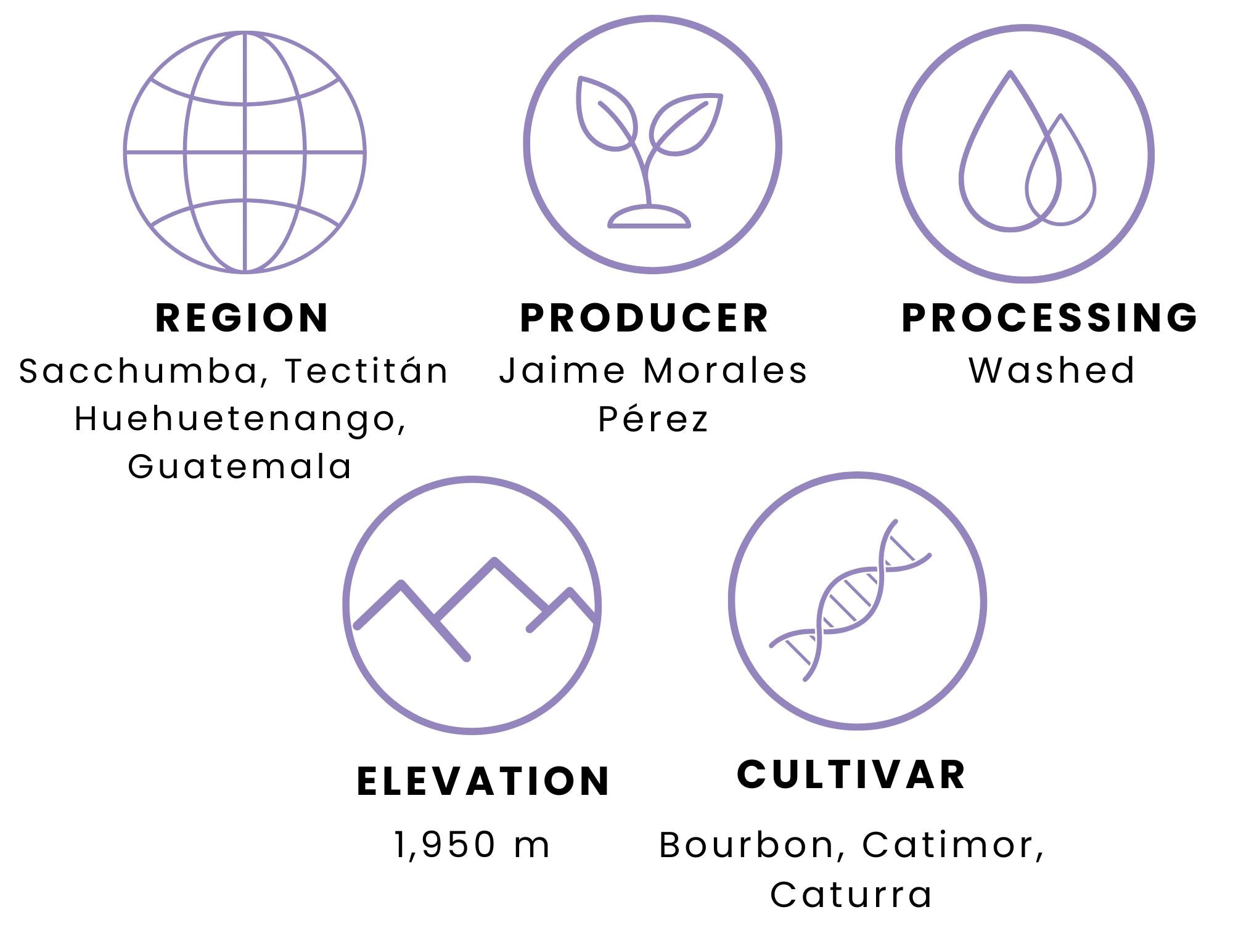 Guatemala Finca El Tarro