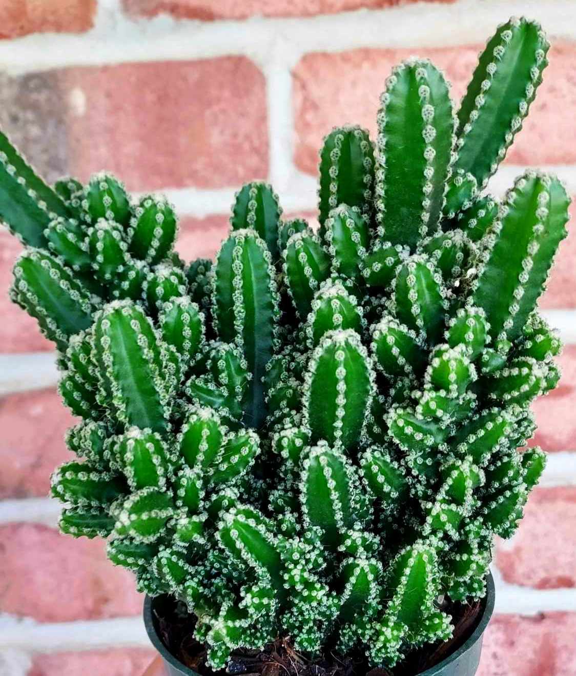 Fairy Cactus