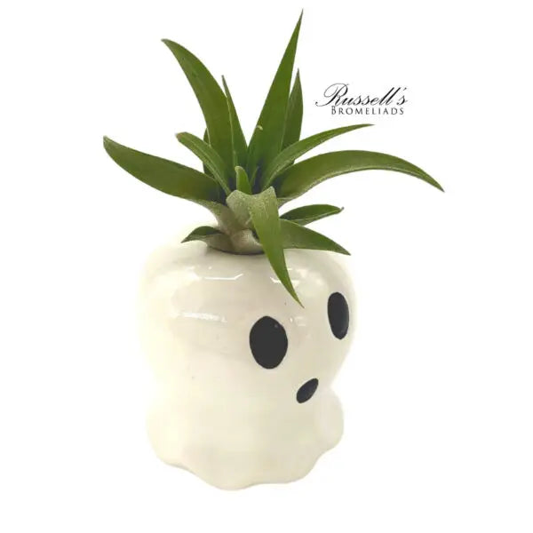 Sale! Fall Air Plant