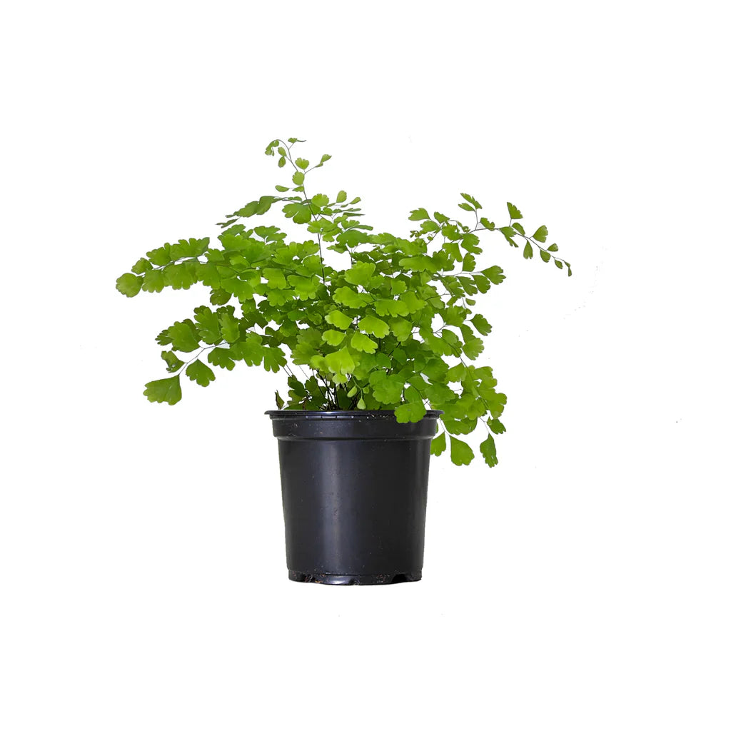 Adiantum Capillus-Veneris (Southern Maidenhair Fern)