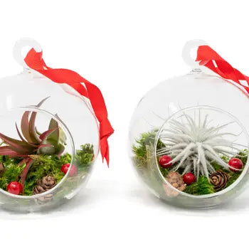 Festive Forest Ornaments with Red Abdita and White Tectorum