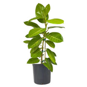 Ficus Yellow Gem