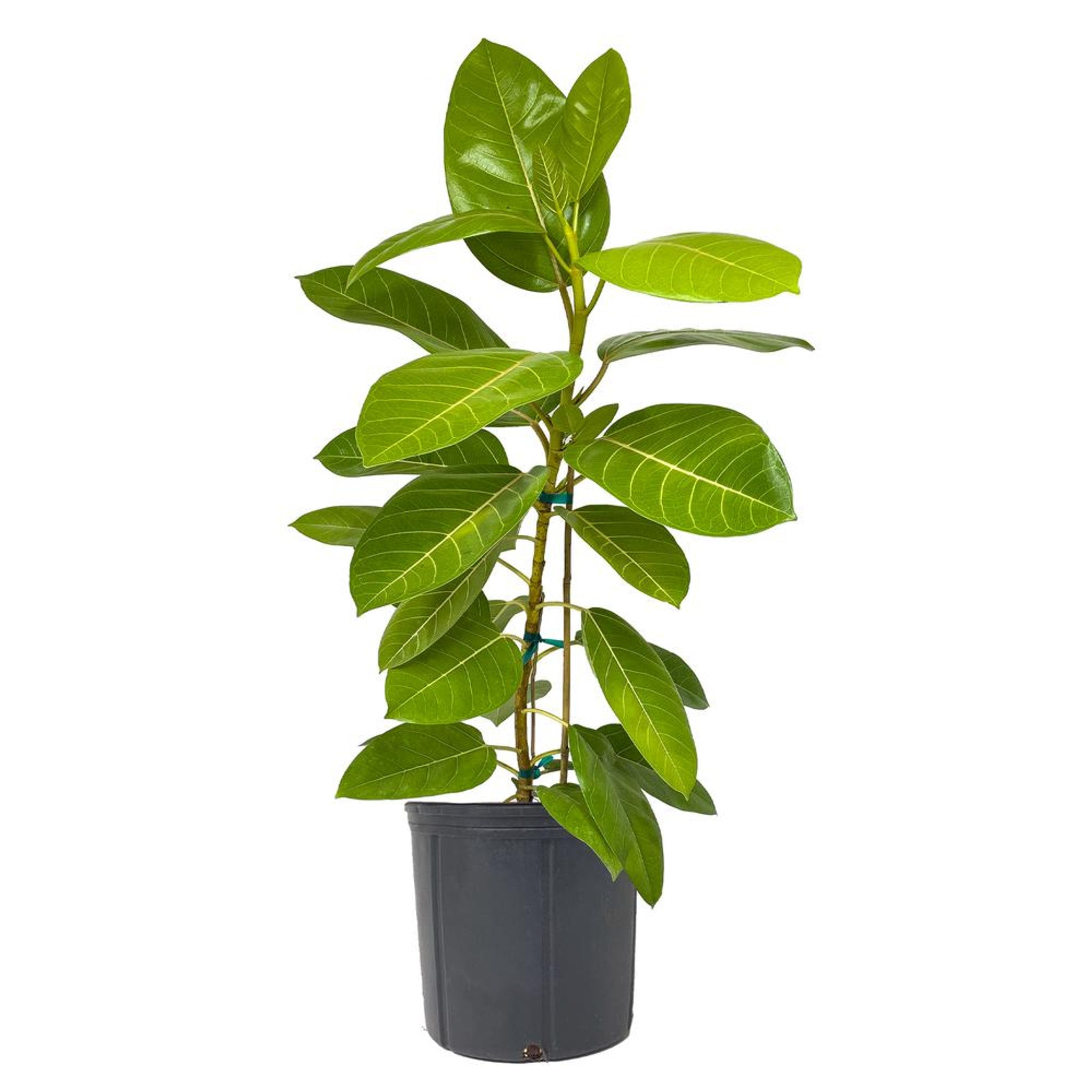 Ficus Yellow Gem
