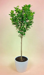 Ficus Moclame