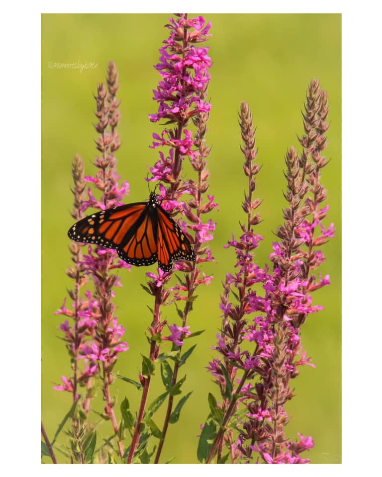 Greeting Cards -Moments By Kate by SidePony Boutique