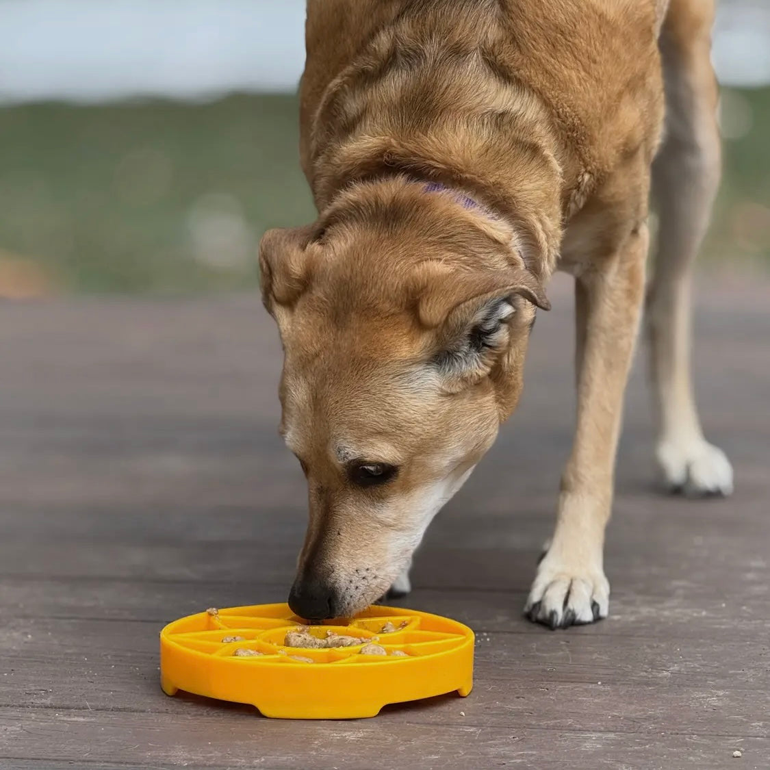 SodaPup Sunflower eTray Enrichment Tray