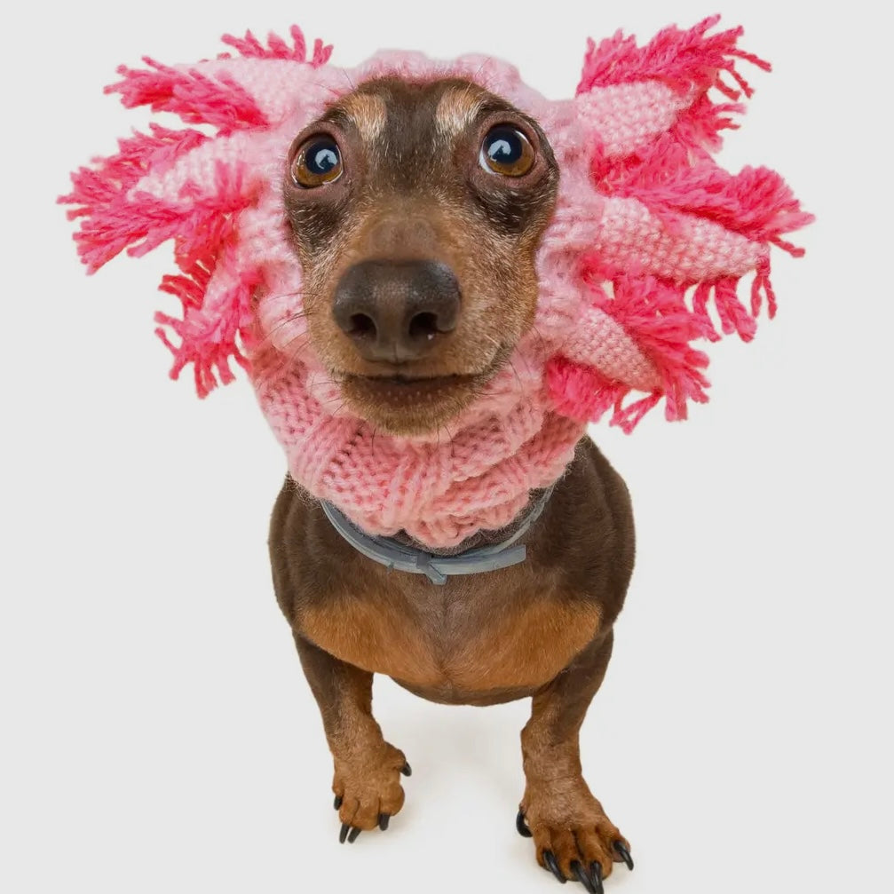 Zoo Snood: Axolotl