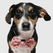 Dapper Dexter Holiday Dog Collar Bow Tie