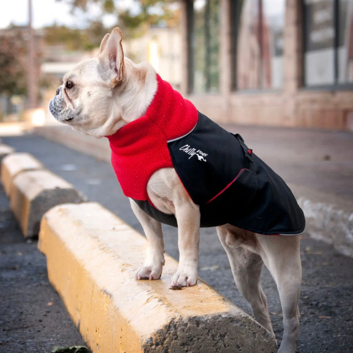 Chilly Dogs Standard Great White North Coat (Black Shell)