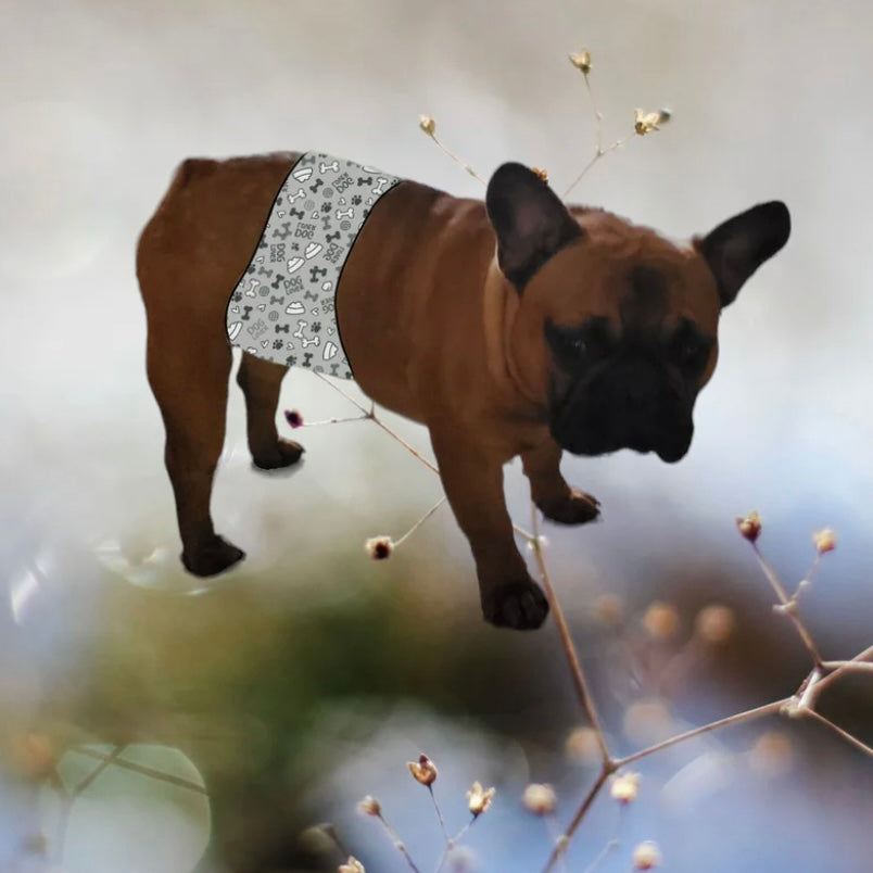 Jack & Jill Dog Belly Band