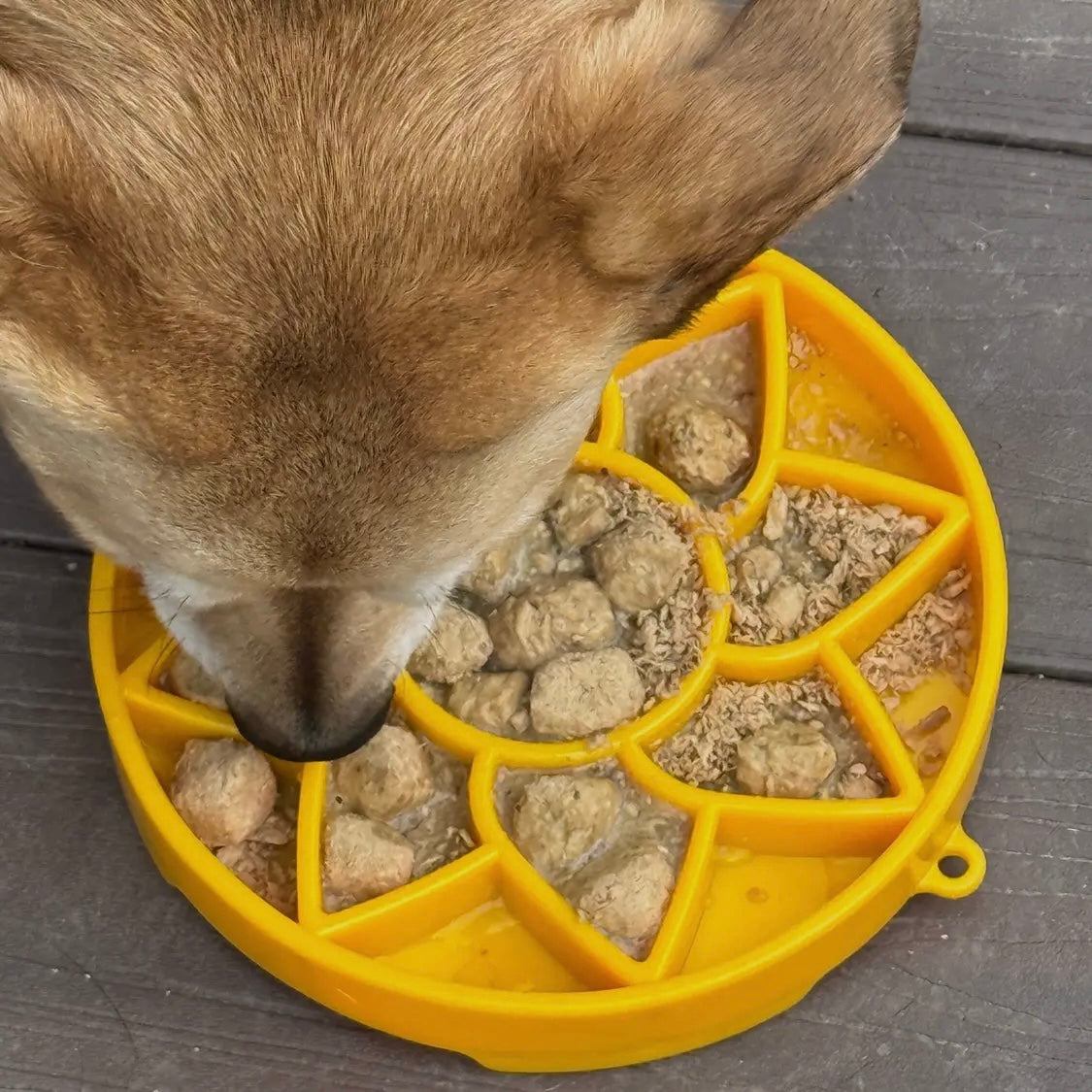 SodaPup Sunflower eTray Enrichment Tray