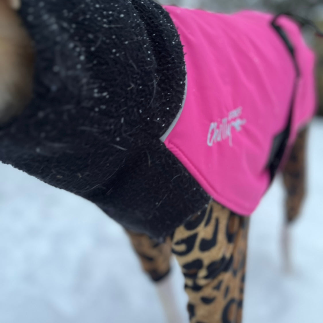 Chilly Dogs L&L Great White North (Color Shell)