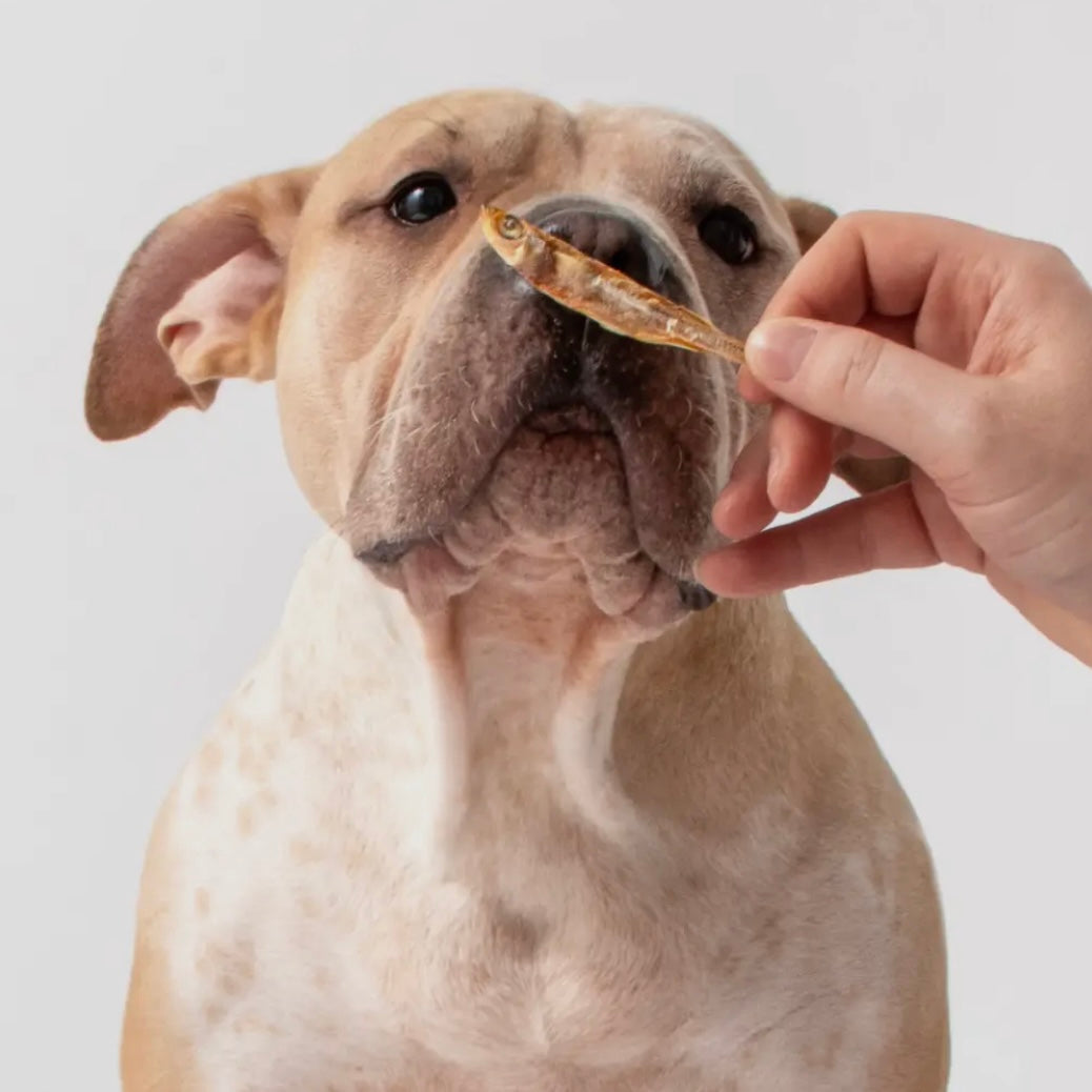 Polkadog Atlantic Silverside Whole Fish - 2.5 oz