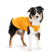 Gold Paw Fleece Cheddar Size 14
