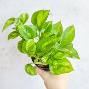 Pothos 'Global Green'