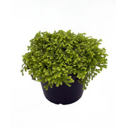 Golden Club Moss
