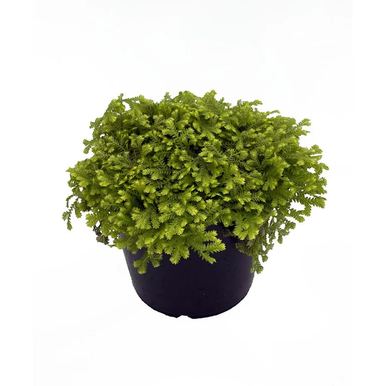 Golden Club Moss
