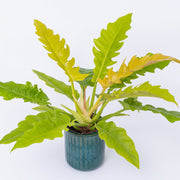 Golden Crocodile Philodendron