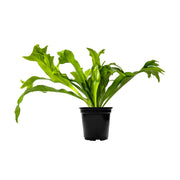Green Flame Fern