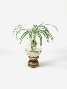 Replacement Glass Vase
