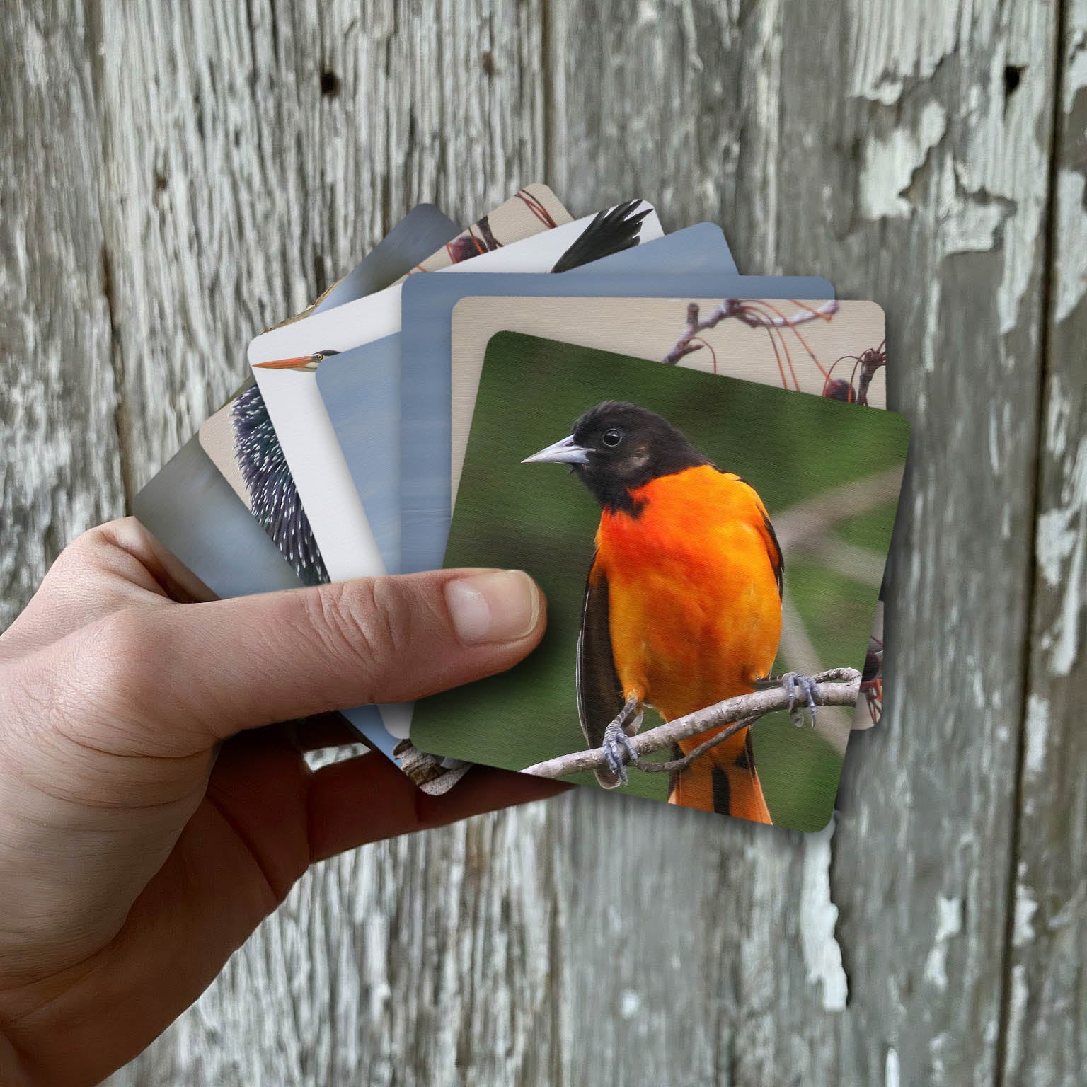 (ho-dee-ay) Birds by (ho-dee-ay)