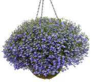 Lobelia Hanging Basket
