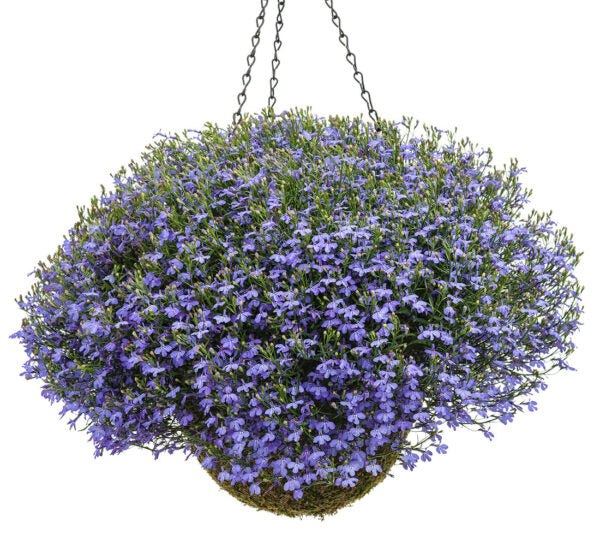 Lobelia Hanging Basket