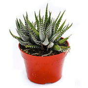 Haworthia Succulent
